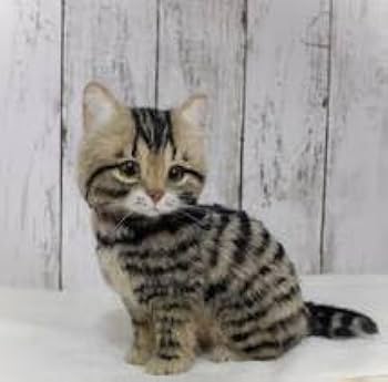 Amazon | funwari□□□ 羊毛フェルト キジトラ 薄めカラー 仔猫